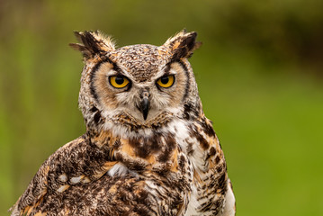 Great Horned Owl