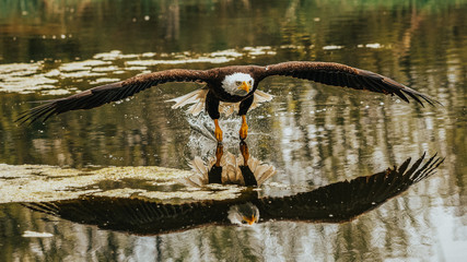 Bald Eagle over water
