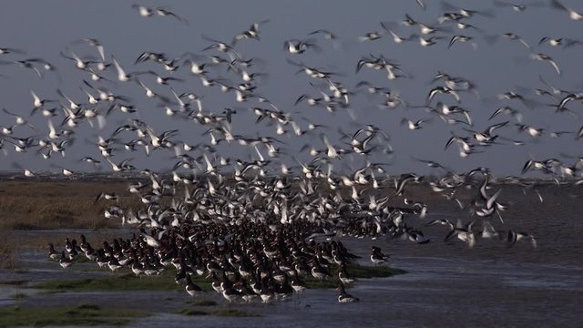 Flock of oyster catcher taking off UK 4K