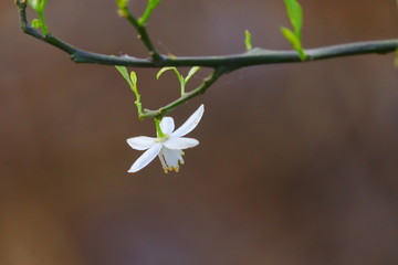 full blooming lemon flower with copy space