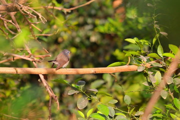Obraz premium hummingbird on tree stem on garden