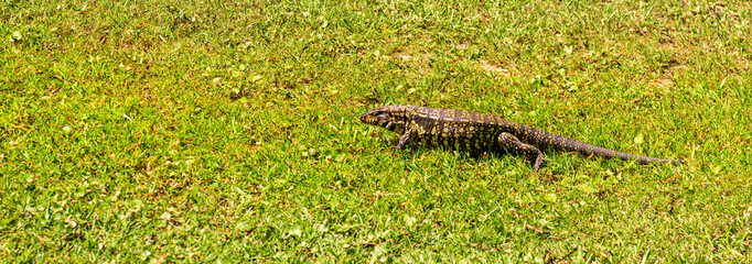 IGUANA, LAGARTO OVERO