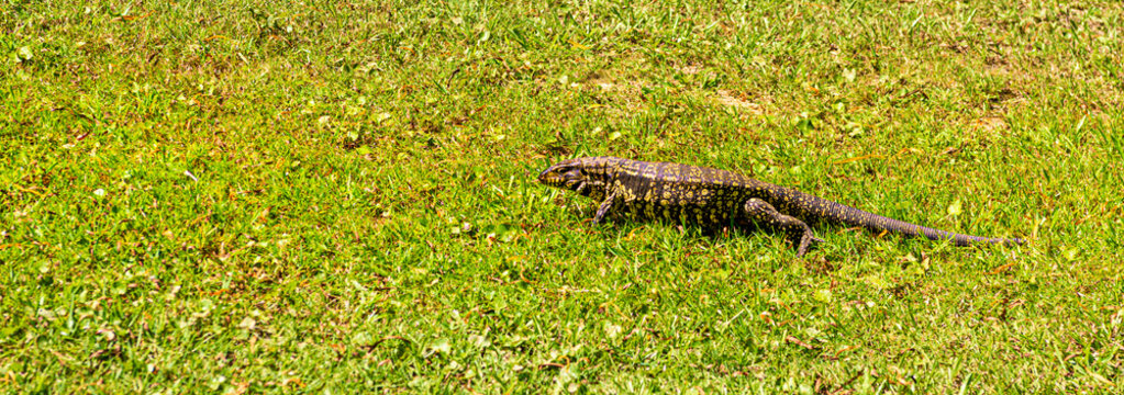 IGUANA, LAGARTO OVERO