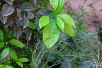 Fototapeta na wymiar close up of lemon leaves for texture