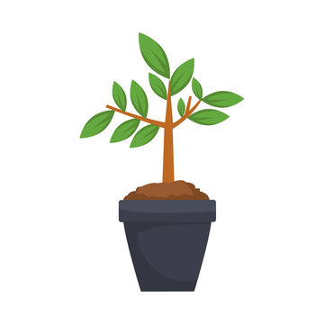 tree plant in pot nature icon