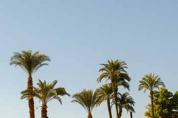palm trees and sky