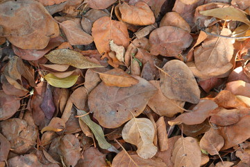 texture of autumn leaves fall down on way
