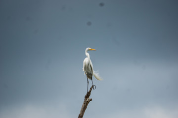 White Egret Bird on A Cloudy Day in the Spring in Mississippi