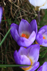 Fototapeta premium Crocus (plural: crocuses or croci) is a genus of flowering plants in the iris family. Flowers close-up on a blurred natural background. The first spring flower in the garden