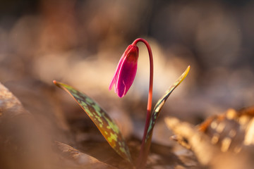 erythronium dens-canis or the dog's-tooth-violet pink flower with green grass