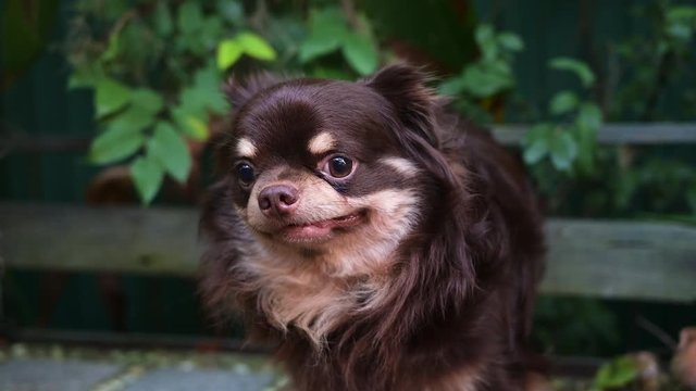 Close up brown Chiwawa dog lazy on the ground with 4K resolution. Funny animal concept.