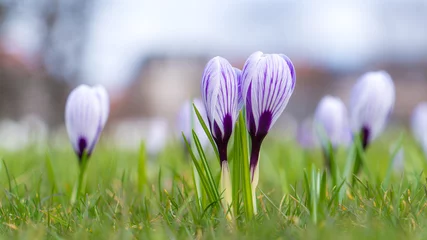 Fotobehang Krokus Beautiful  crocus flowers in the garden. Sign of spring, Copenhagen, Denmark  © nakcrub