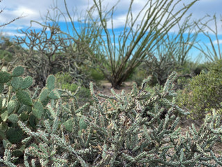 desert wildlife blue sky