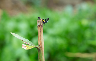 dragonfly on leaf