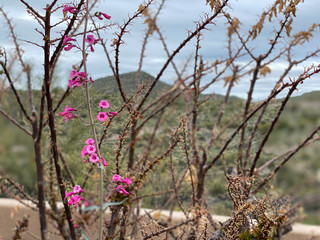 spring pink flowers desert mountains