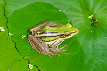 Bulging bright eyes of green frog on the leaf