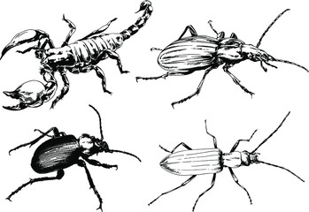 vector drawings sketches different insects bugs Scorpions spiders drawn in ink by hand , objects with no background