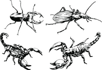 vector drawings sketches different insects bugs Scorpions spiders drawn in ink by hand , objects with no background