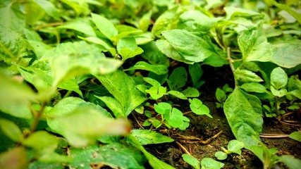 Zoom Plantas