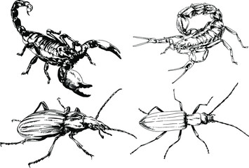 vector drawings sketches different insects bugs Scorpions spiders drawn in ink by hand , objects with no background