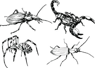 vector drawings sketches different insects bugs Scorpions spiders drawn in ink by hand , objects with no background