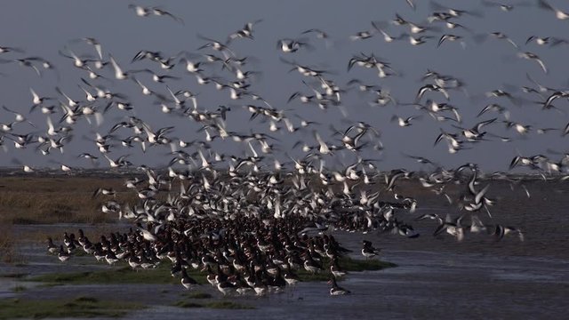 Flock of oyster catcher taking off UK 4K