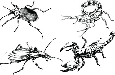 vector drawings sketches different insects bugs Scorpions spiders drawn in ink by hand , objects with no background