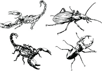 vector drawings sketches different insects bugs Scorpions spiders drawn in ink by hand , objects with no background