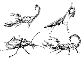 vector drawings sketches different insects bugs Scorpions spiders drawn in ink by hand , objects with no background