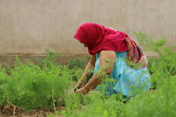 Indian Women doing  gardening 