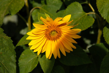 sunflowe, sun, flower, flores, girassol