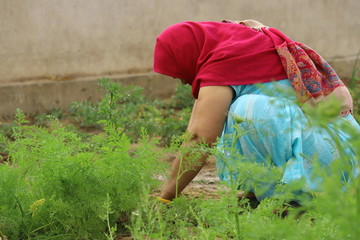Indian Women doing  gardening 