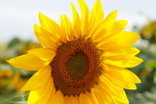 Girassol, Sunflower, Flower, Flor, Flores