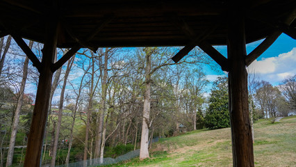 bridge in the forest