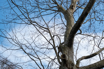 Fototapeta na wymiar tree in the sky