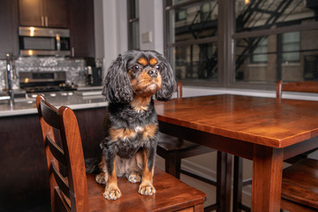 A cute dog sits at the kitchen table, hoping for dinner. Modern kitchen in the background.