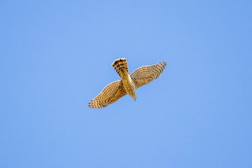 Young Northern Goshawk (Accipiter gentilis) flying
