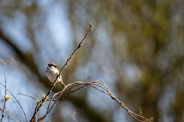 Eurasian tree sparrow (Passer montanus)