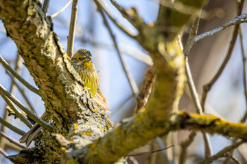 European Serin (Serinus serinus) on a tree