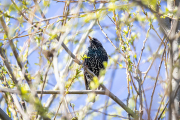 Common Starling (Sturnus vulgaris) sitting on a tree