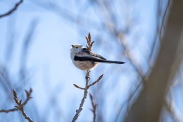 Long-tailed Tit or Long-tailed Bushtit (Aegithalos Caudatus)