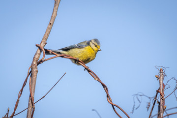 Eurasian Blue Tit (Cyanistes Caeruleus)