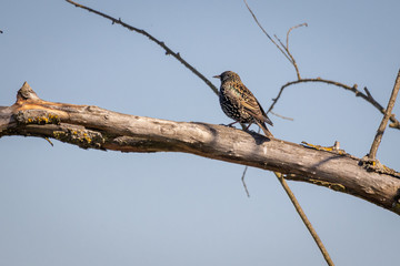 Common Starling (Sturnus vulgaris) sitting on a tree
