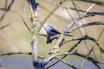 Long-tailed Tit or Long-tailed Bushtit (Aegithalos Caudatus)