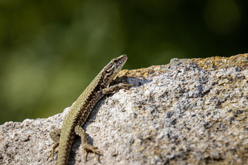 Sand lizard (Lacerta agilis) on a rock