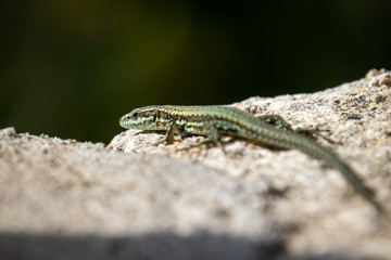 Sand lizard (Lacerta agilis) on a rock
