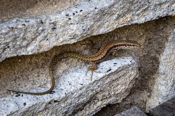 Viviparous lizard, Zootoca vivipara (formerly Lacerta vivipara)