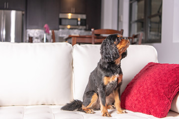 A cute dog sitting on a white leather sofa, by a red pillow, with a modern kitchen in the background. Cavalier King Charles Spaniel breed.