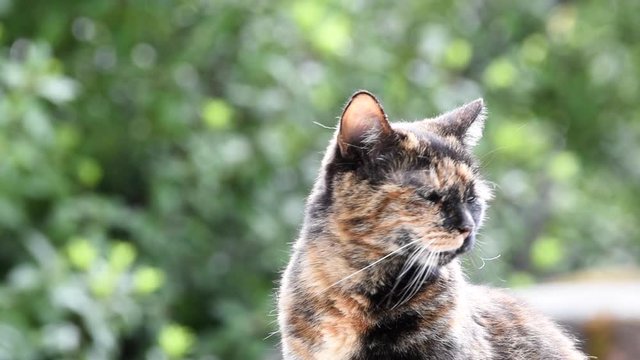 HD video one tortie tortoiseshell torbie cat staring at viewer with leaves blowing in background, yawns then stares at viewer.