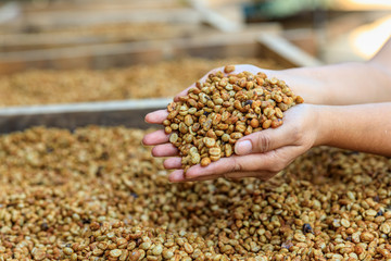 dry coffee beans on hands